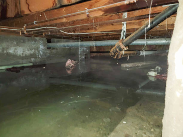 Best Local water damage restoration  in Chatham, IL